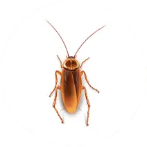 Cucarachas
