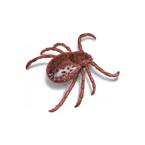 Garrapatas