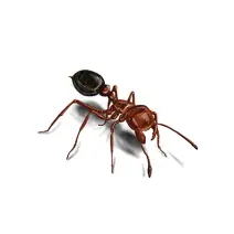 Hormigas